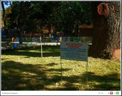 Прикрепленное изображение: дуб.JPG